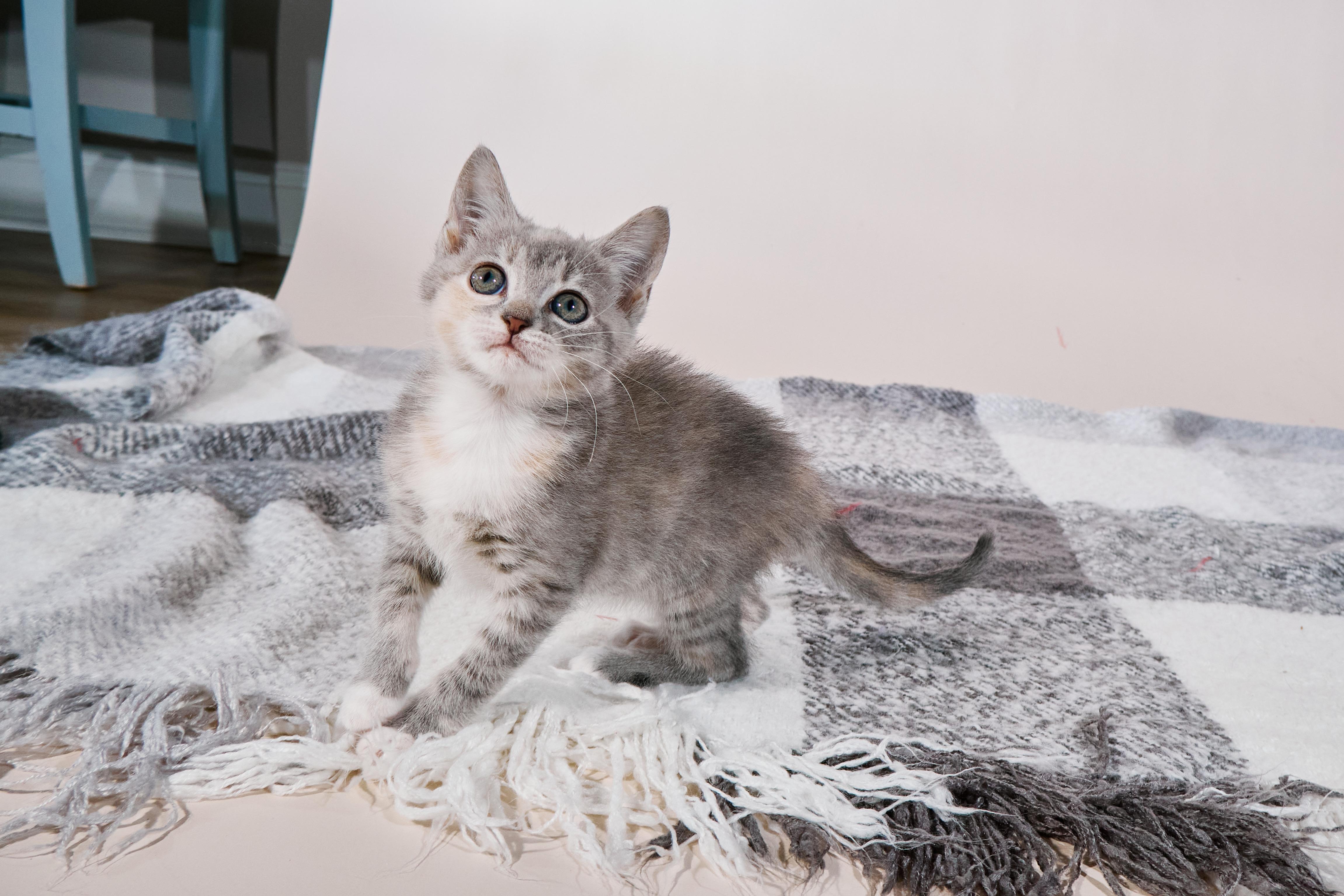 Basmati, a Adoptable mixed breed in Waxhaw, NC image 1/6