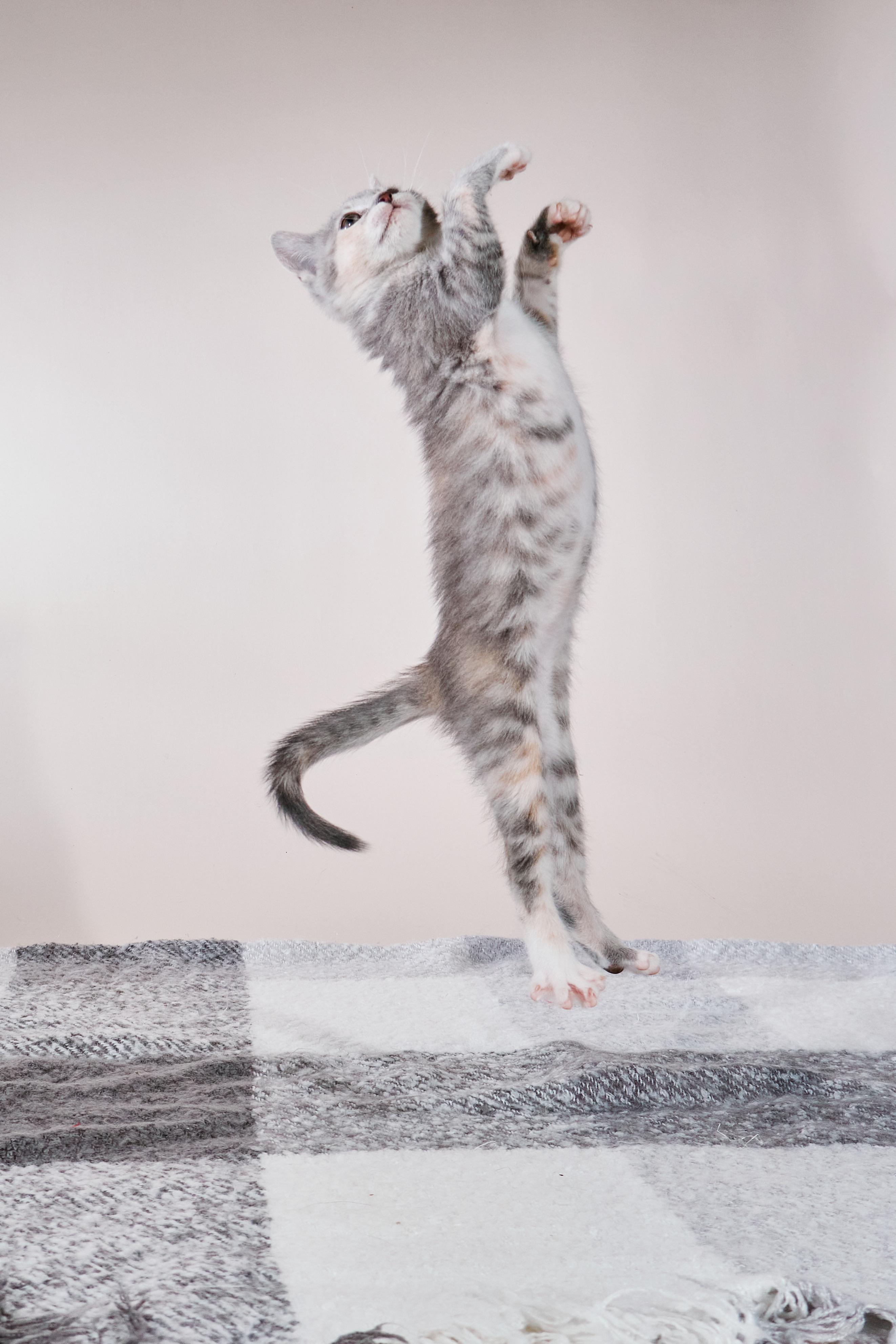 Basmati, a Adoptable mixed breed in Waxhaw, NC image 6/6