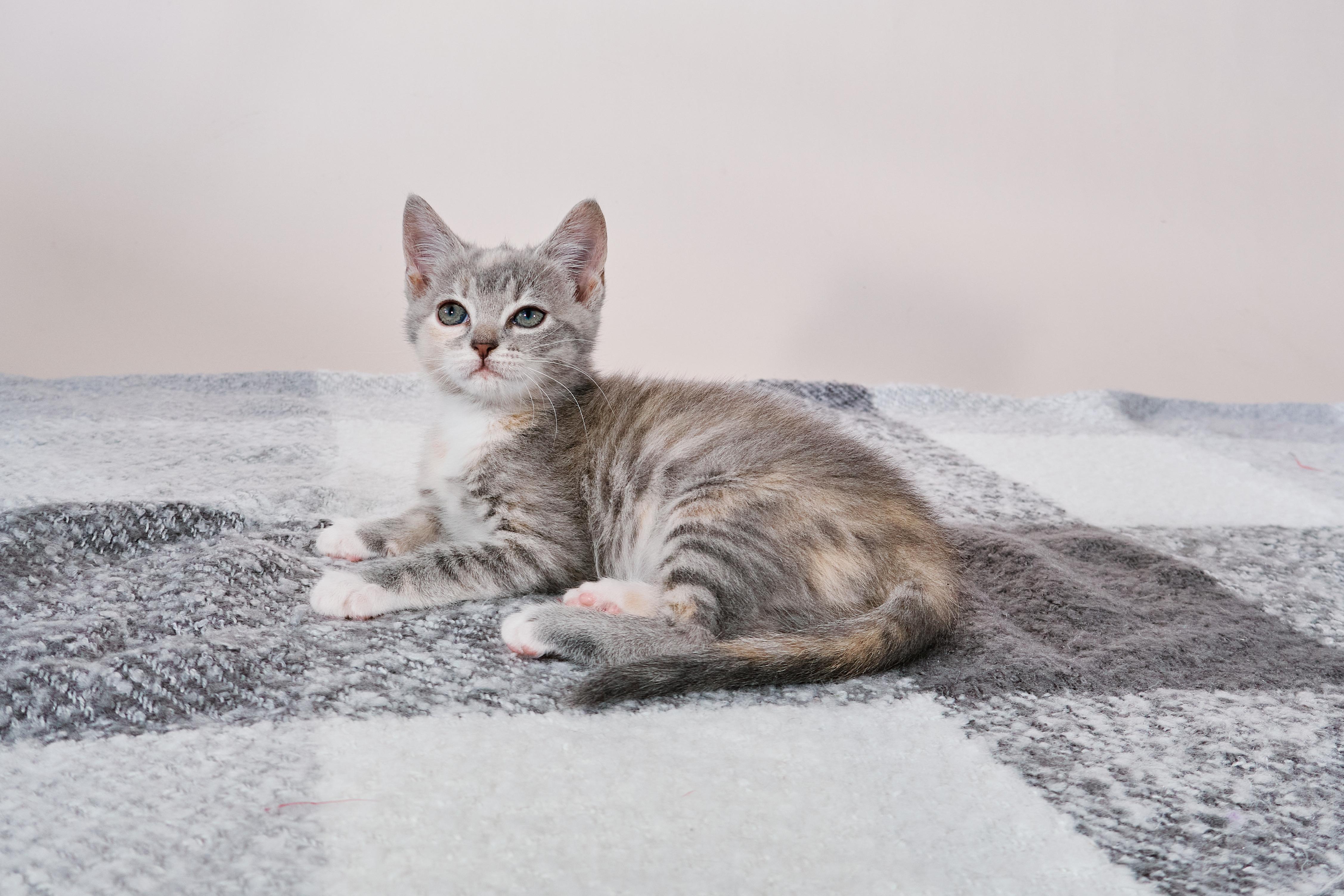 Basmati, a Adoptable mixed breed in Waxhaw, NC image 5/6