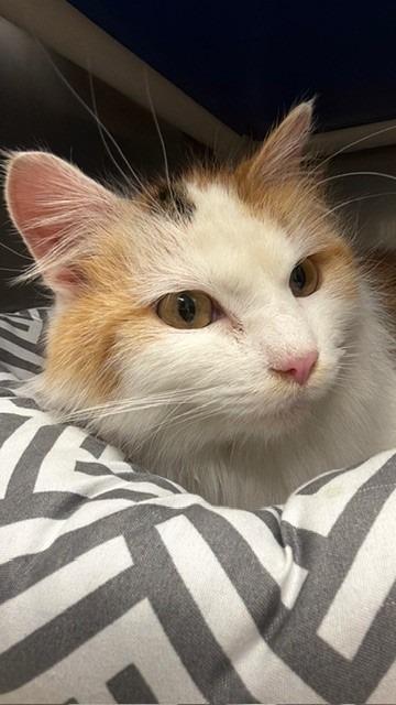 Molly, Adoptable, Adult Female Domestic Long Hair.