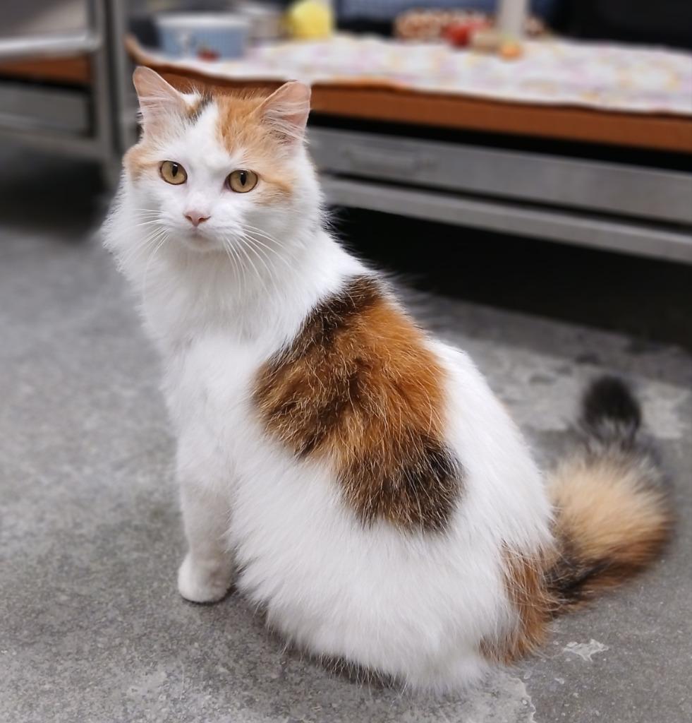 Enlarge Molly, a Adoptable mixed breed in Ladysmith, WI image 2/3