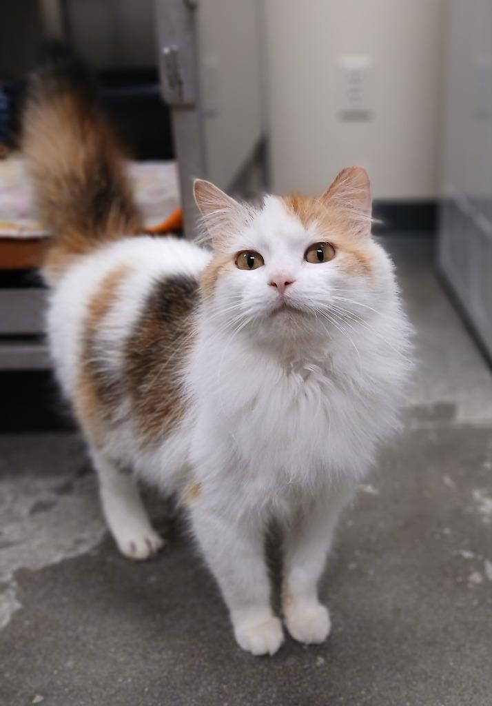 Enlarge Molly, a Adoptable mixed breed in Ladysmith, WI image 3/3