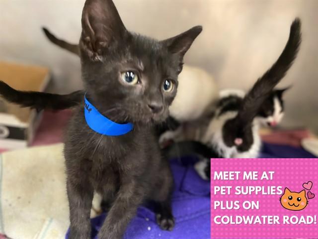 CHOCOLATE CHIP, Adoptable, Kitten Male Domestic Short Hair.