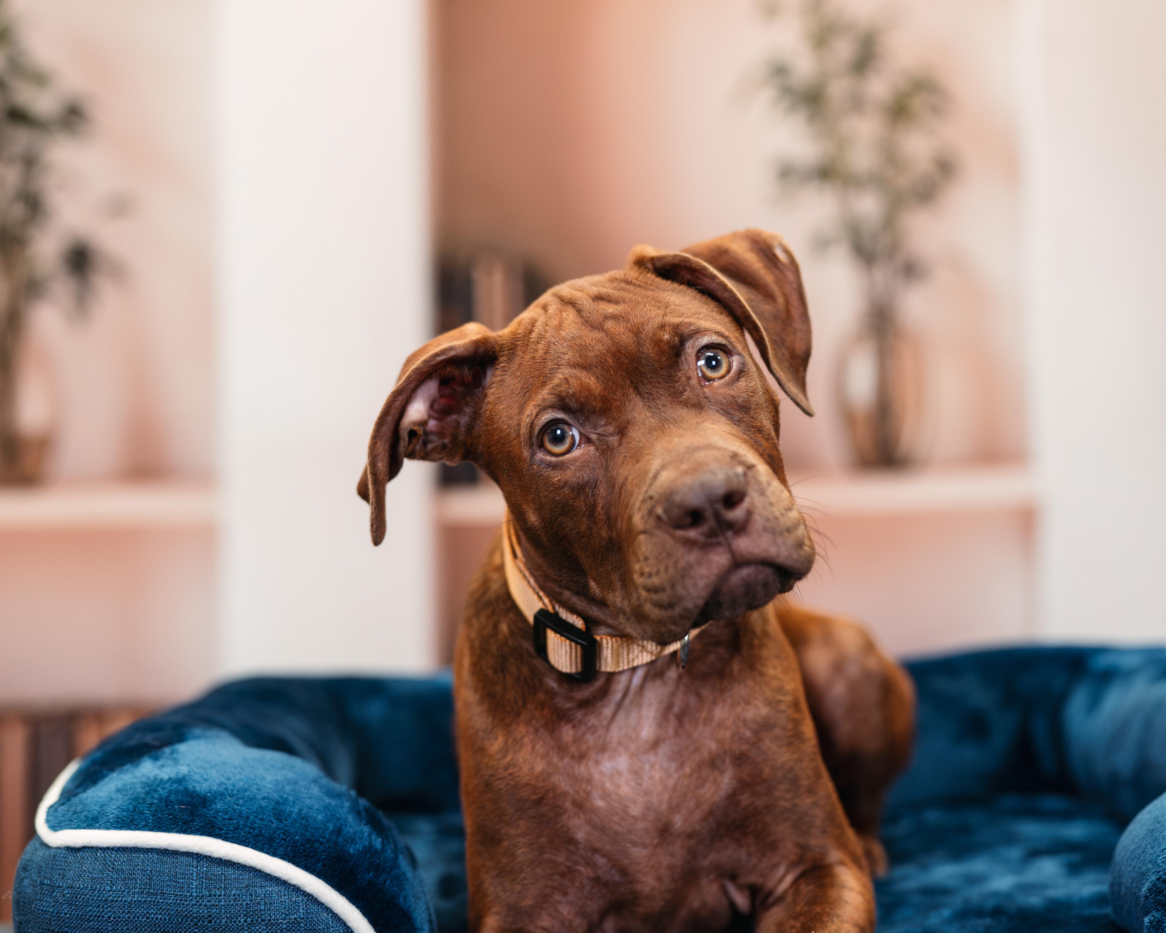 Enlarge Woody, an adopted mixed breed in Avon, CT image 2/6