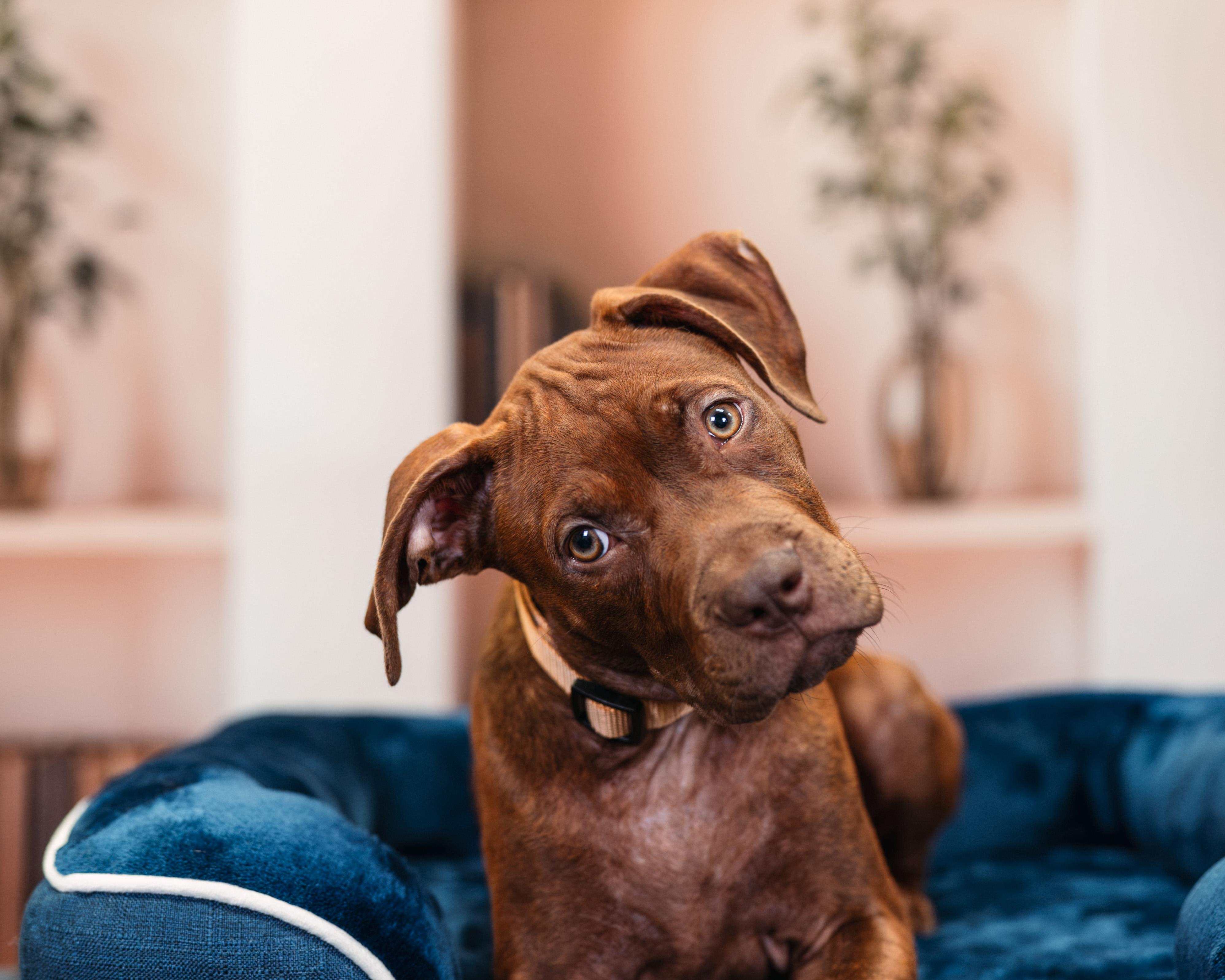 Enlarge Woody, an adopted mixed breed in Avon, CT image 5/6