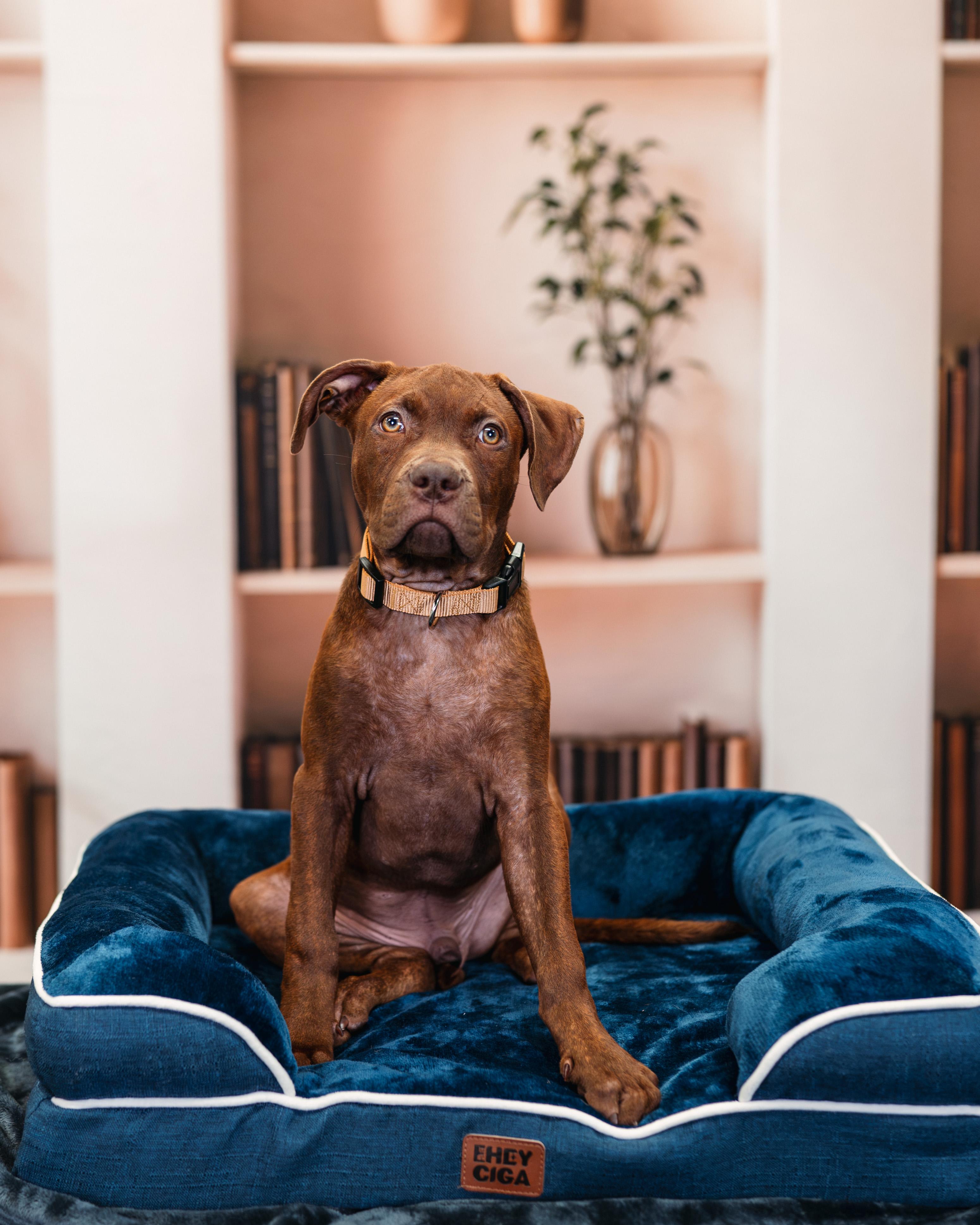 Enlarge Woody, an adopted mixed breed in Avon, CT image 3/6