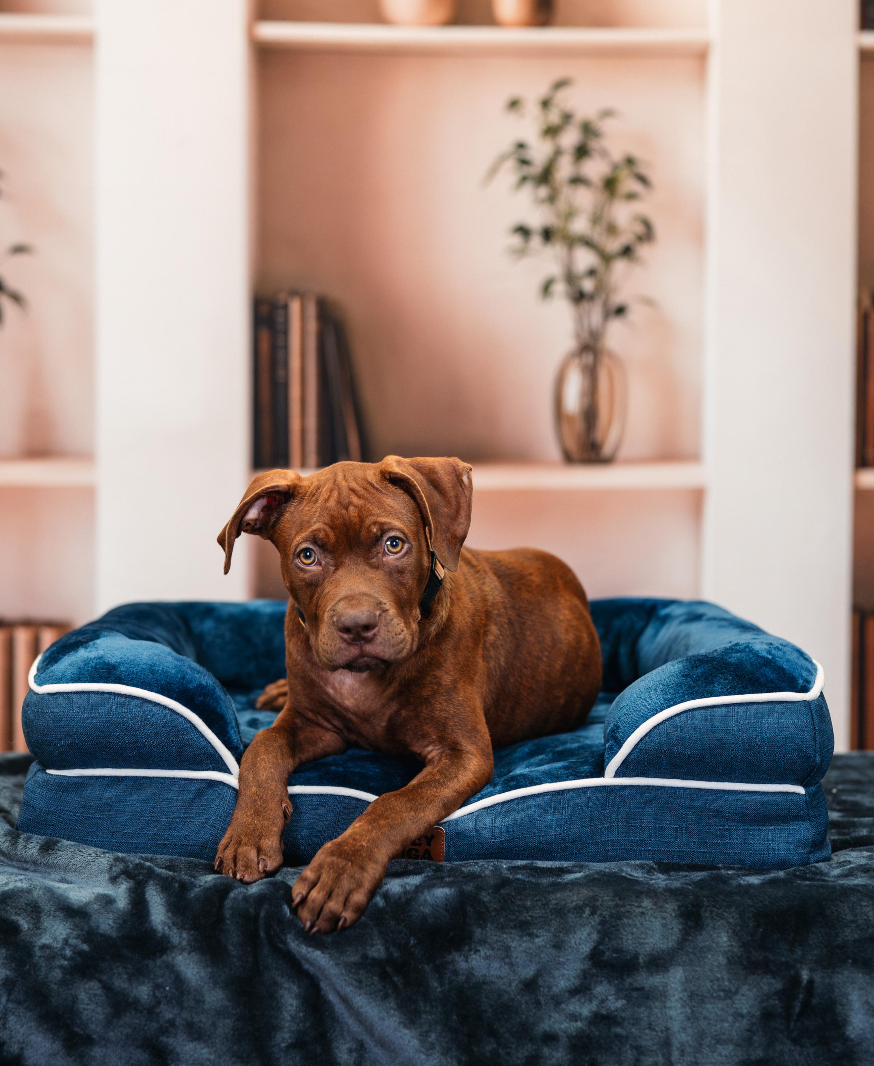 Woody, adopted, Puppy Male Pit Bull Terrier & Chocolate Labrador Retriever.