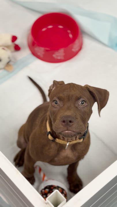 Enlarge Woody, an adopted mixed breed in Avon, CT video 6/6