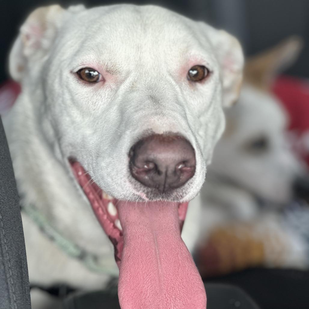 Snowy, Adoptable, Adult Male Mixed Breed.