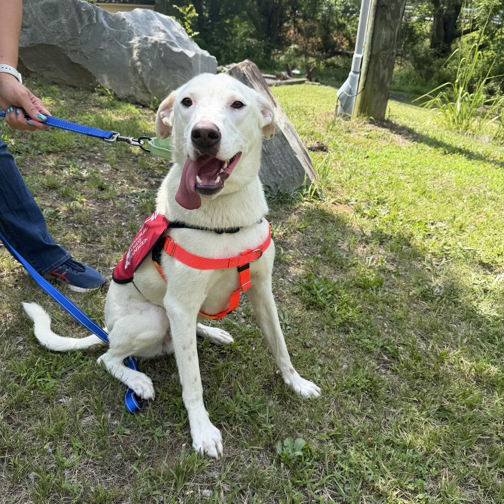Enlarge Snowy, a Adoptable Mixed Breed in Marshall, VA image 2/6