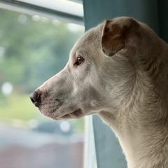 Enlarge Snowy, a Adoptable Mixed Breed in Marshall, VA image 3/6