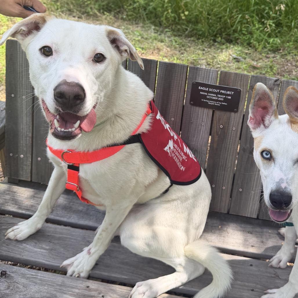 Enlarge Snowy, a Adoptable Mixed Breed in Marshall, VA image 4/6