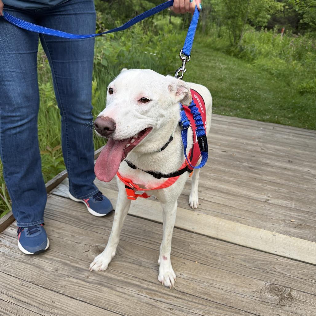 Enlarge Snowy, a Adoptable Mixed Breed in Marshall, VA image 5/6