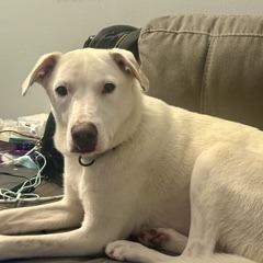 Enlarge Snowy, a Adoptable Mixed Breed in Marshall, VA image 6/6