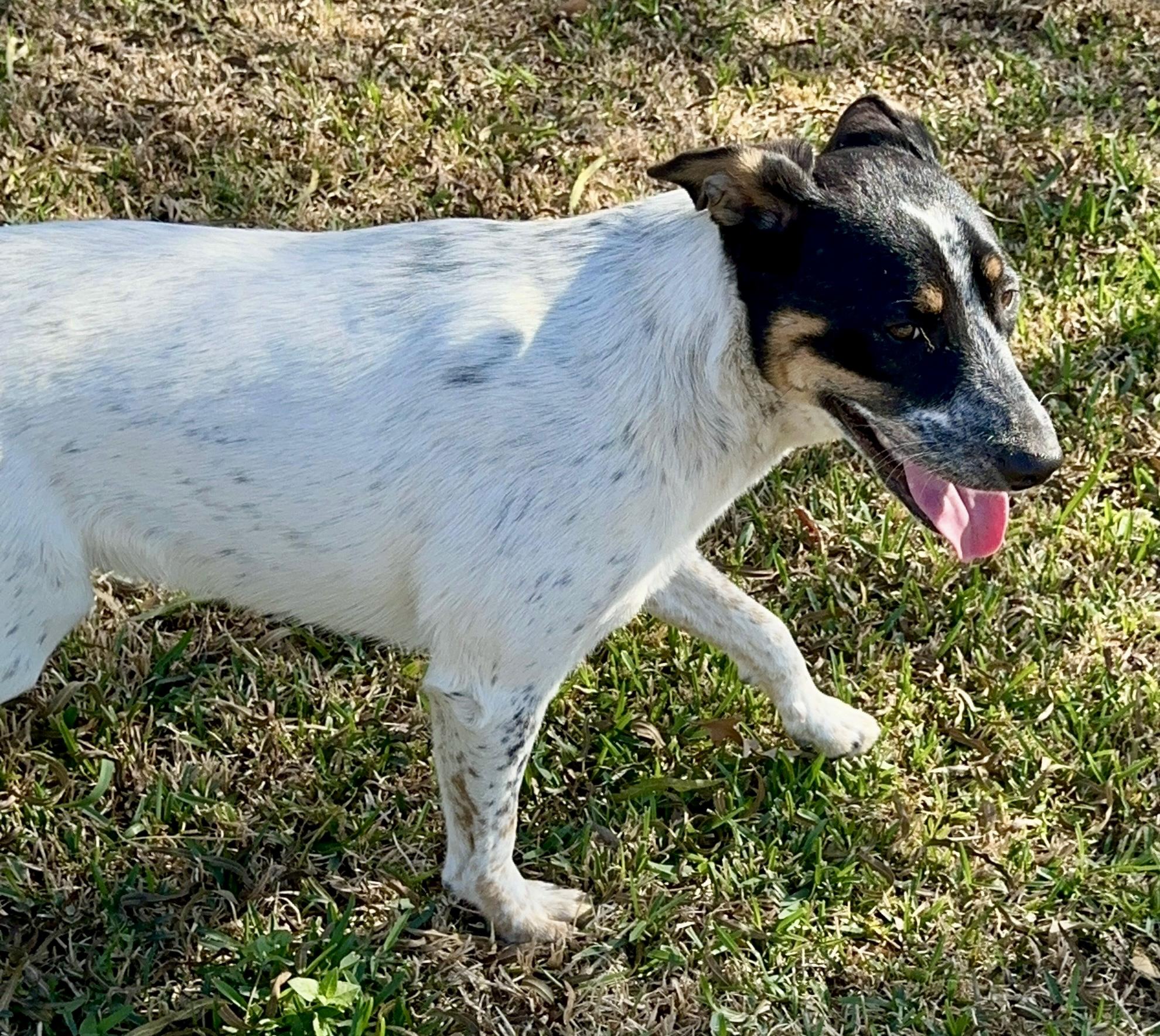 Oreo — thumbnail 2