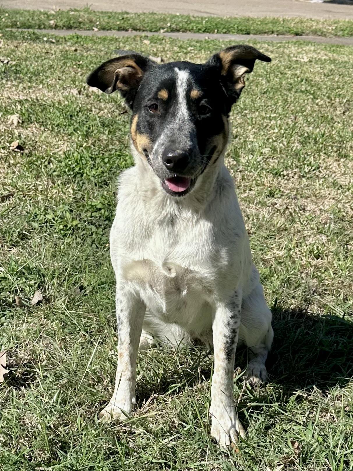 Oreo — thumbnail 3