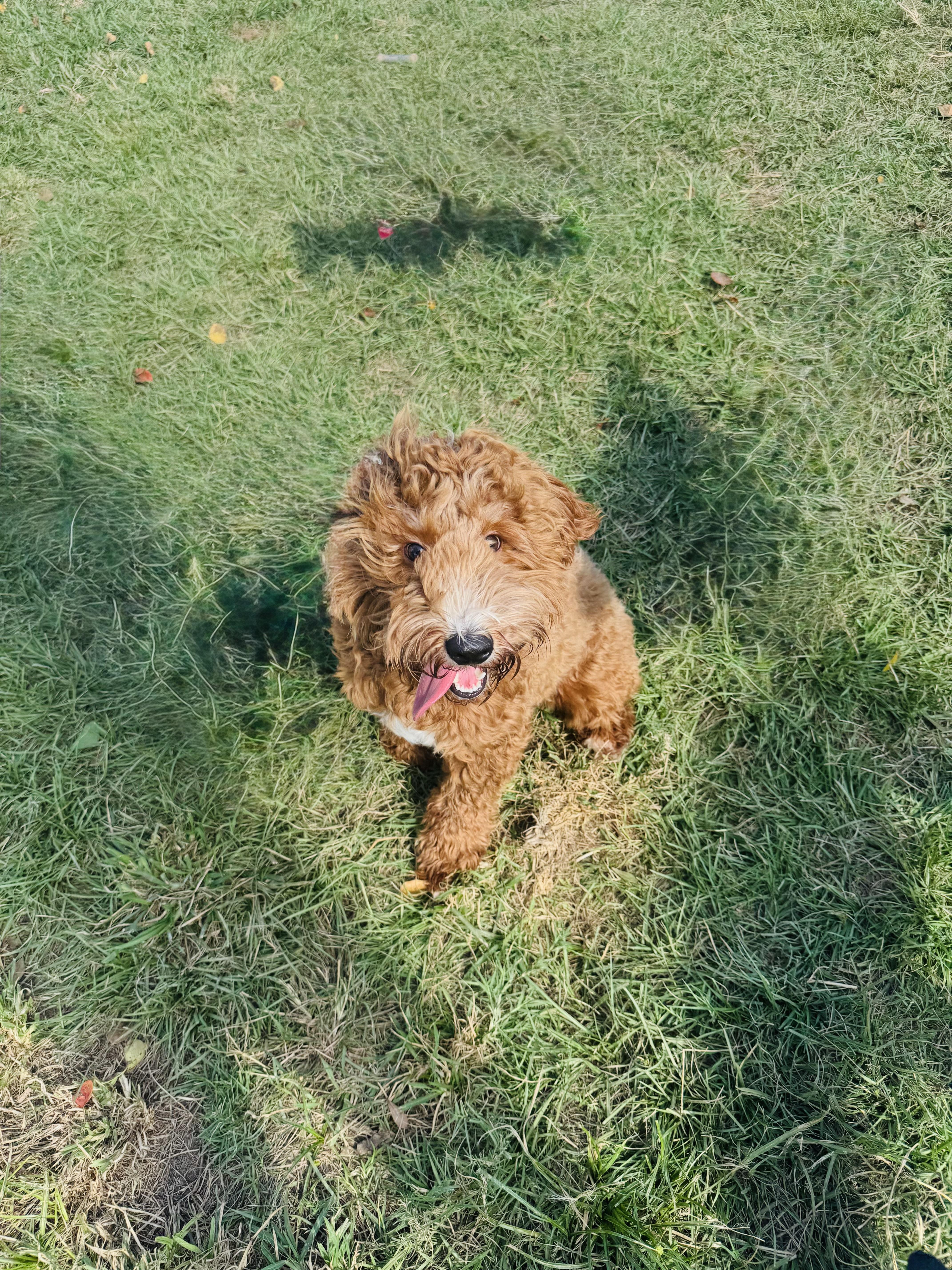 Xylo, Adopted, Young Male Goldendoodle.