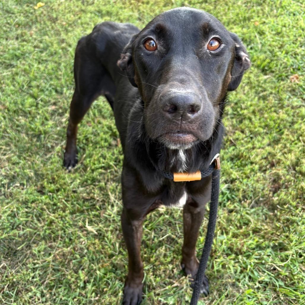 Moonshine, Adoptable, Adult Female Mixed Breed & Mixed Breed.