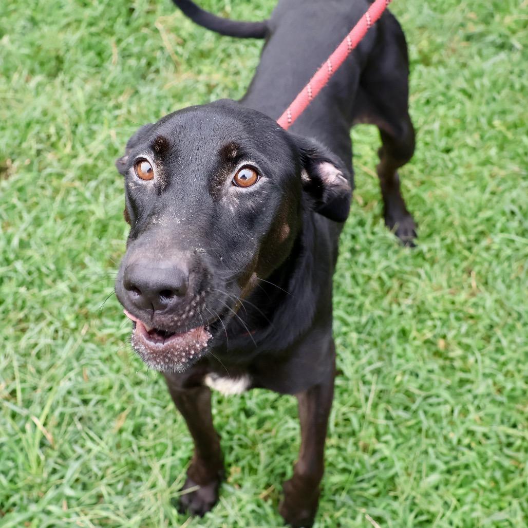 Moonshine, a Adoptable mixed breed in St Joseph, MO image 1/4