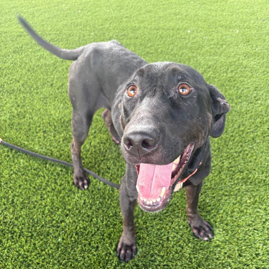 Moonshine, a Adoptable mixed breed in St Joseph, MO image 2/4