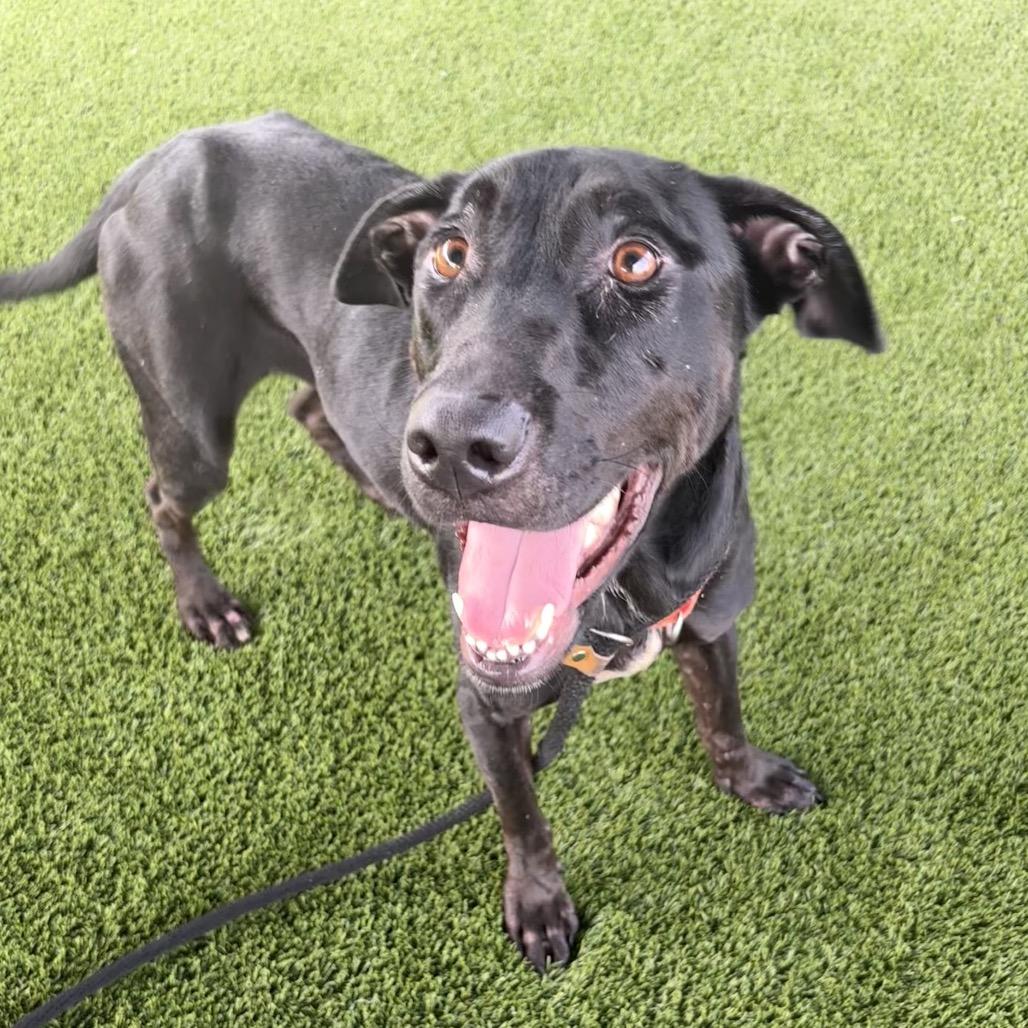 Moonshine, a Adoptable mixed breed in St Joseph, MO image 4/4