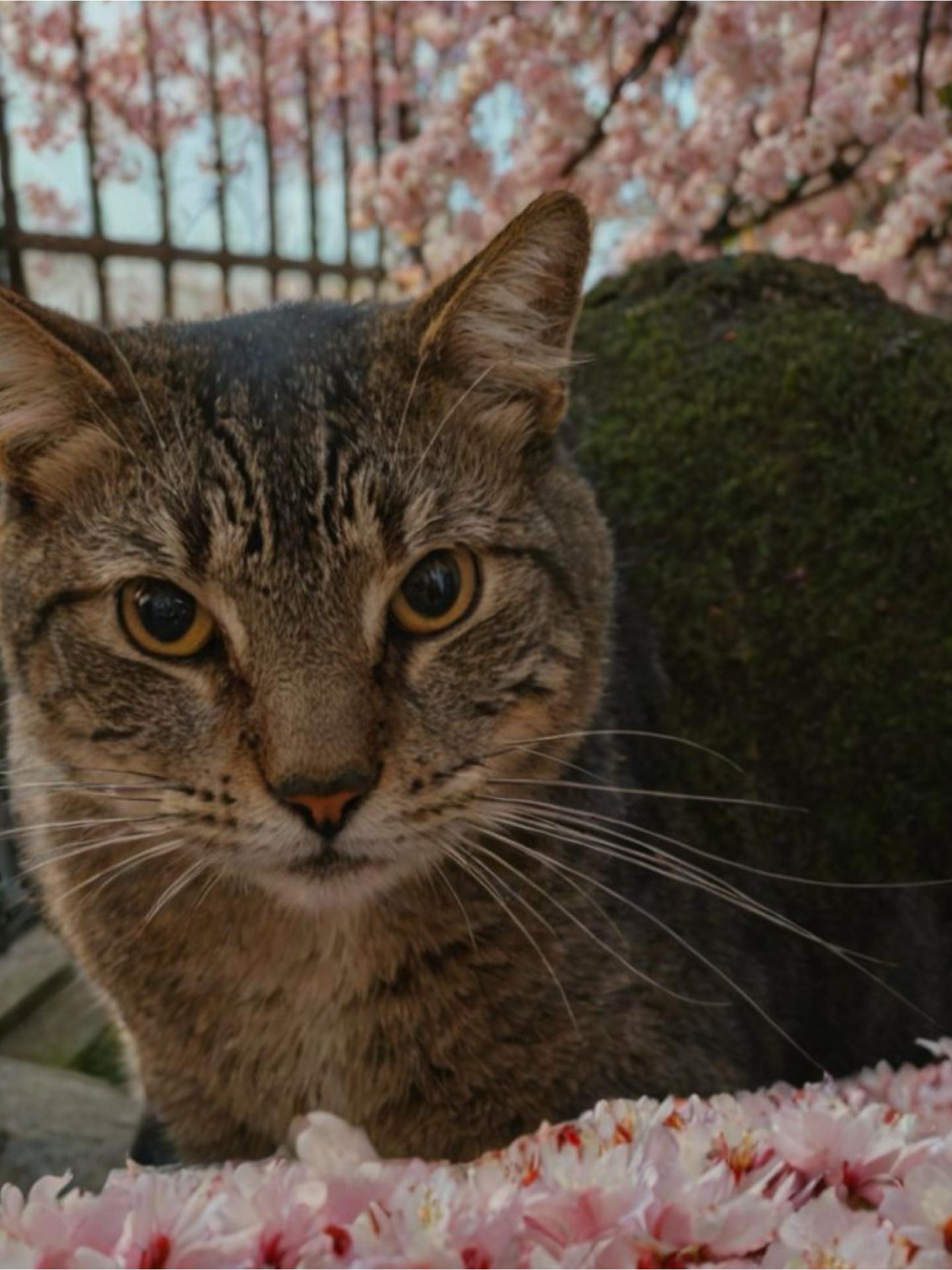 Enlarge Tony and Toby, a Adoptable Domestic Short Hair in Parkland, FL image 3/4