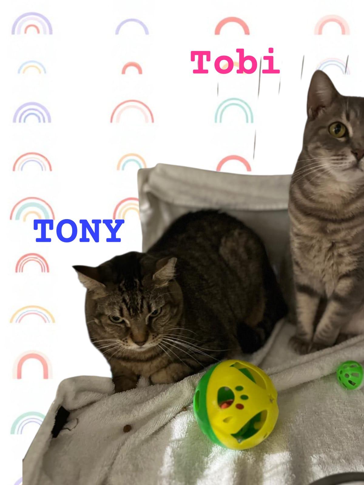 TOBY AND TONY, a Adoptable Domestic Short Hair in Parkland, FL image 1/4