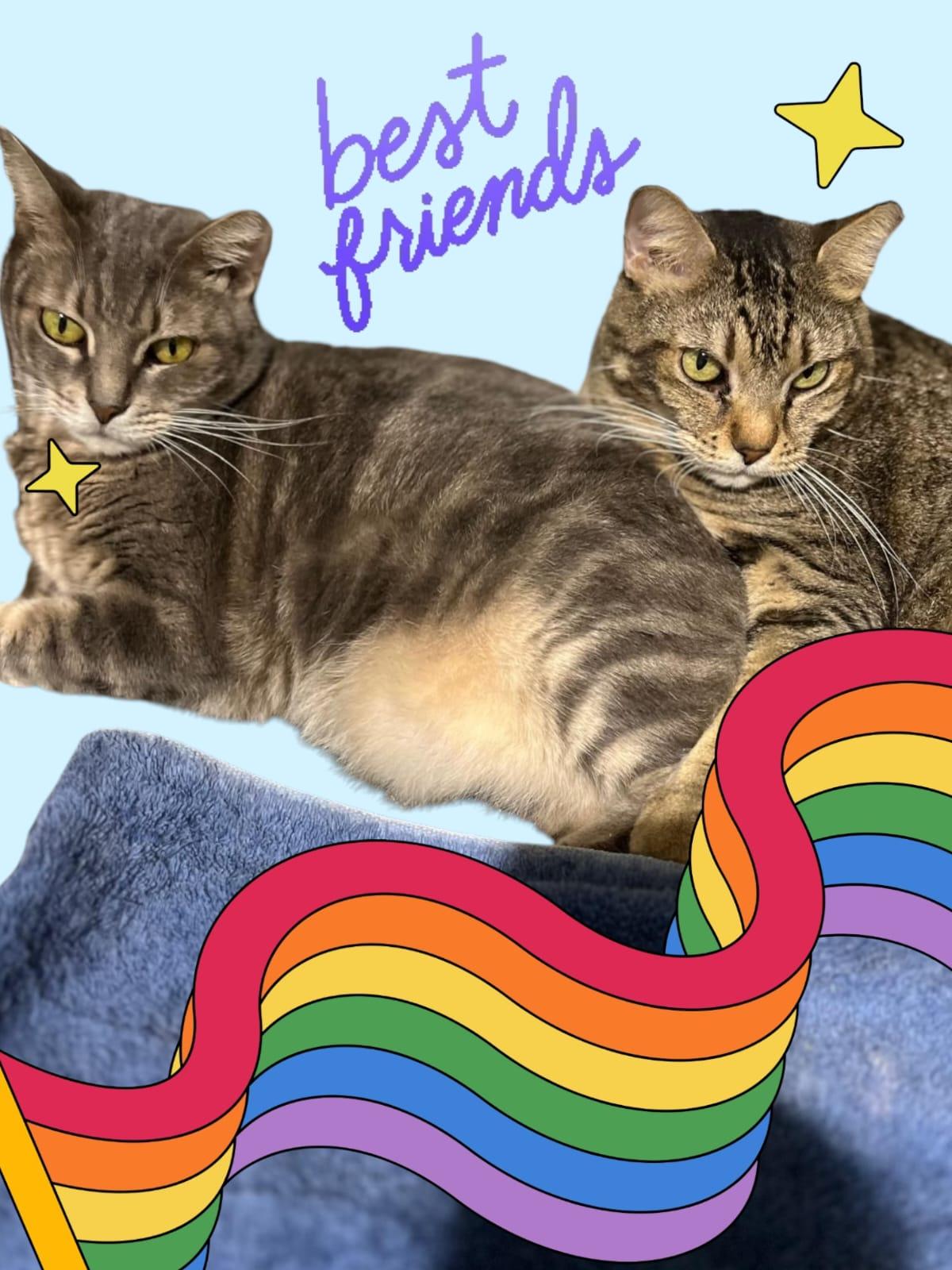 TOBY AND TONY, a Adoptable Domestic Short Hair in Parkland, FL image 2/4