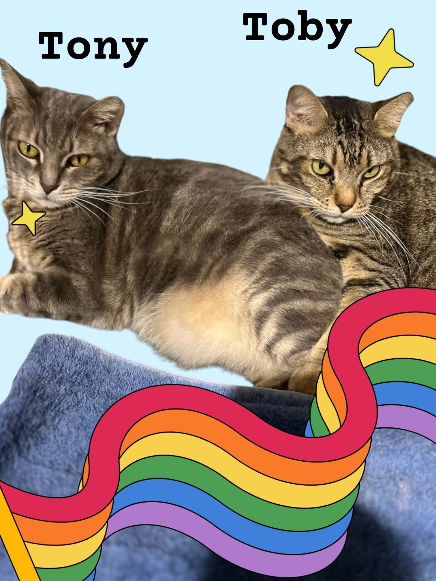 TOBY AND TONY, a Adoptable Domestic Short Hair in Parkland, FL image 3/4