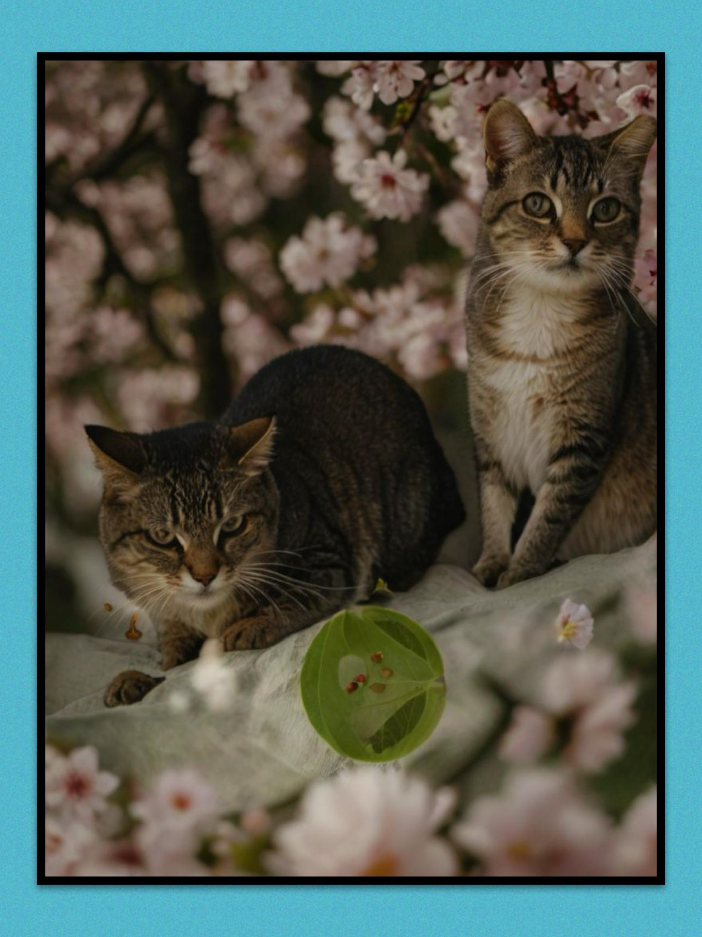 Tony and Toby, Adoptable, Young Male Domestic Short Hair.