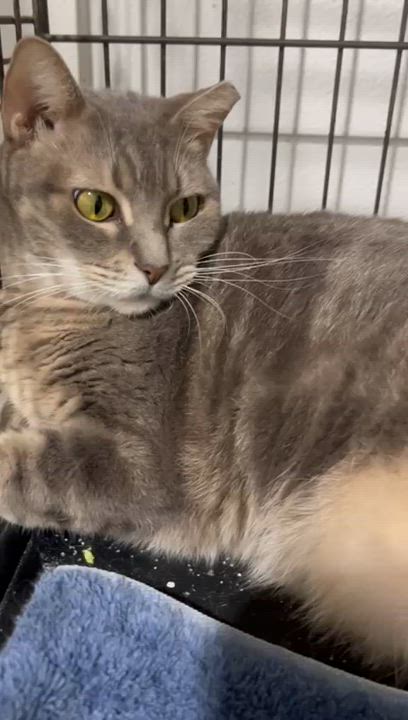 Enlarge TOBY AND TONY, a Adoptable Domestic Short Hair in Parkland, FL video 4/4