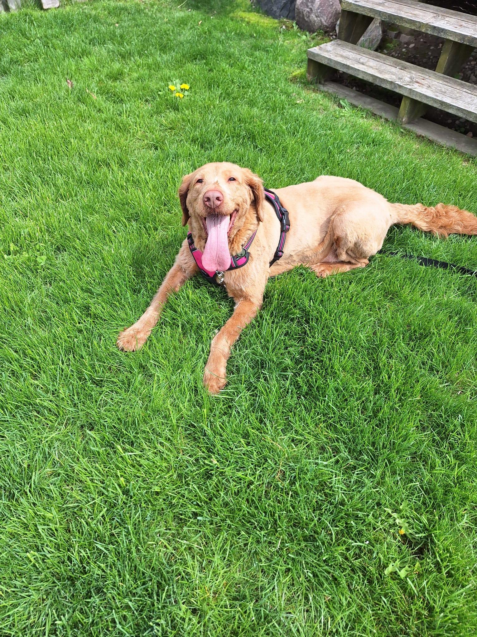Enlarge Ginger, a ADOPTABLE mixed breed in Oakville, ON image 3/6
