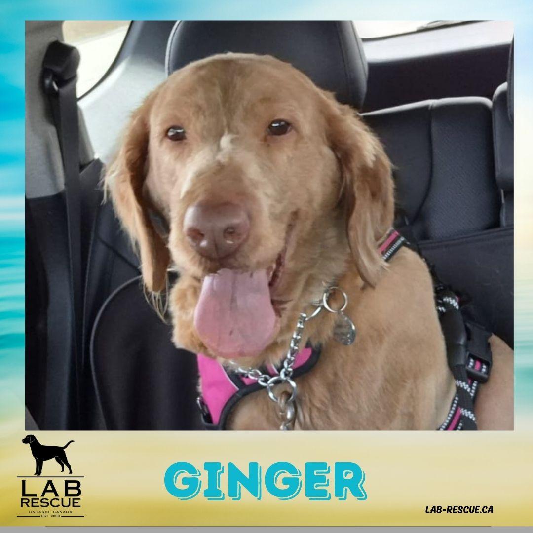 Ginger, ADOPTABLE, Adult Female Labrador Retriever & Goldendoodle.