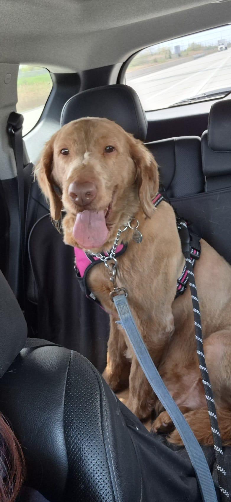 Enlarge Ginger, a ADOPTABLE mixed breed in Oakville, ON image 6/6