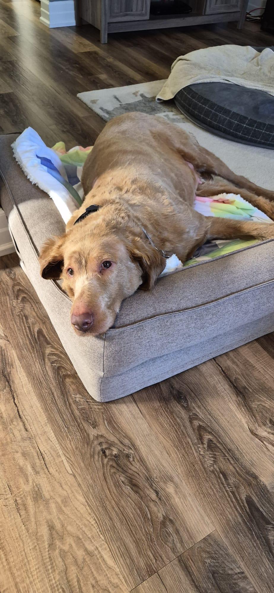 Enlarge Ginger, a ADOPTABLE mixed breed in Oakville, ON image 5/6