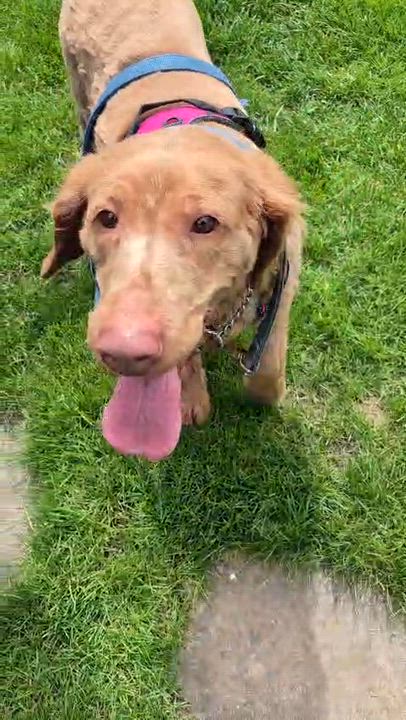 Enlarge Ginger, a ADOPTABLE mixed breed in Oakville, ON video 4/6