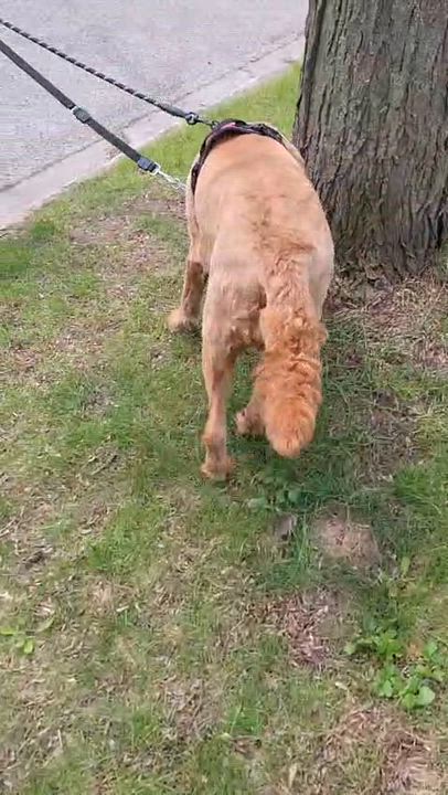 Enlarge Ginger, a ADOPTABLE mixed breed in Oakville, ON video 2/6