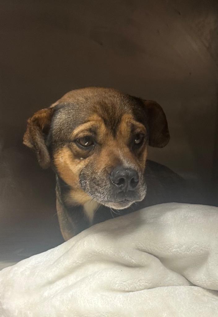 Romeo, a Adoptable mixed breed in Rock Springs, WY image 1/2