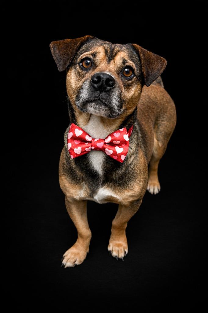 Romeo, a Adoptable mixed breed in Rock Springs, WY image 2/2