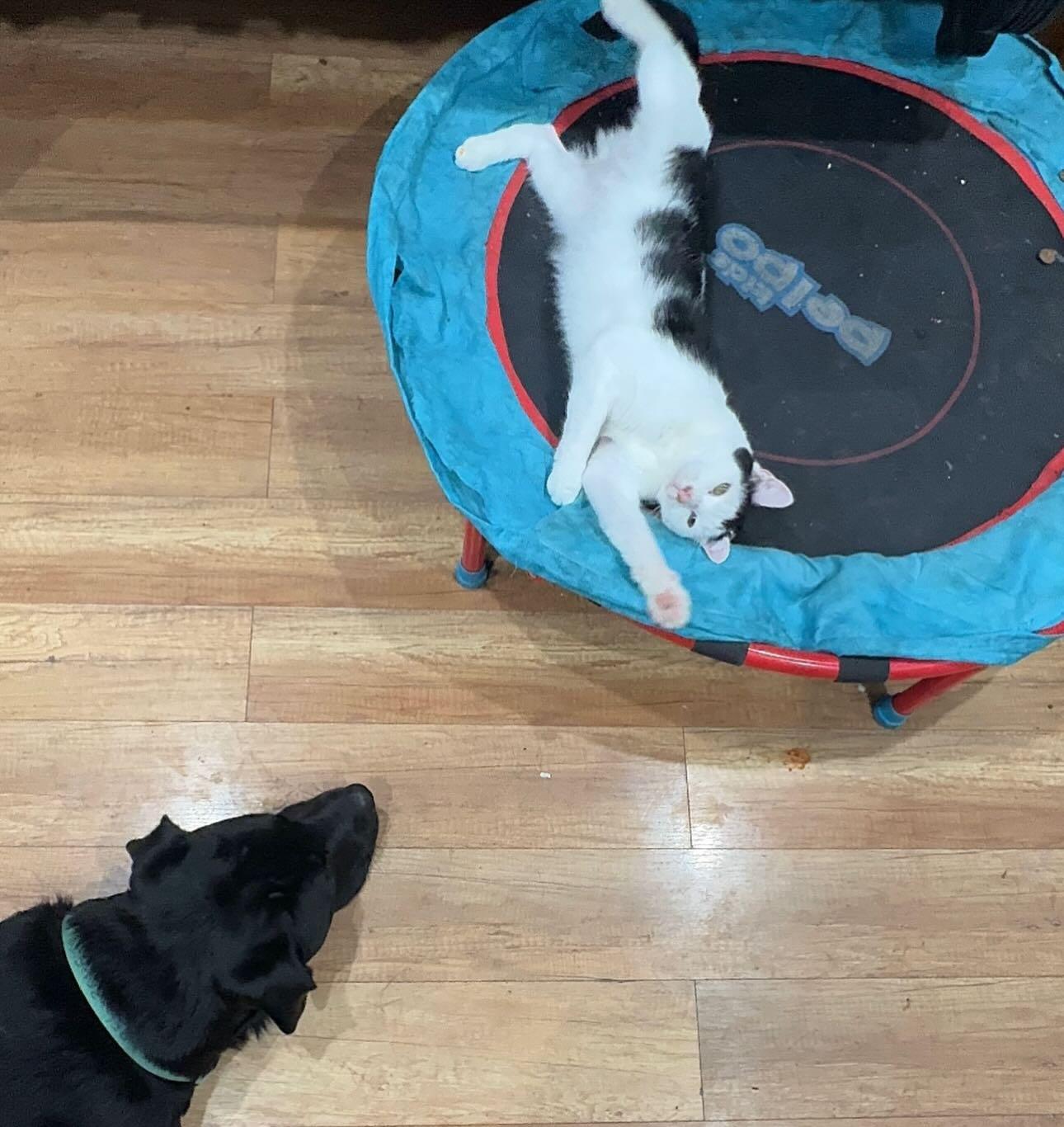 Enlarge Mr. Moo (CH), an adopted Domestic Short Hair in Levittown, PA image 1/2