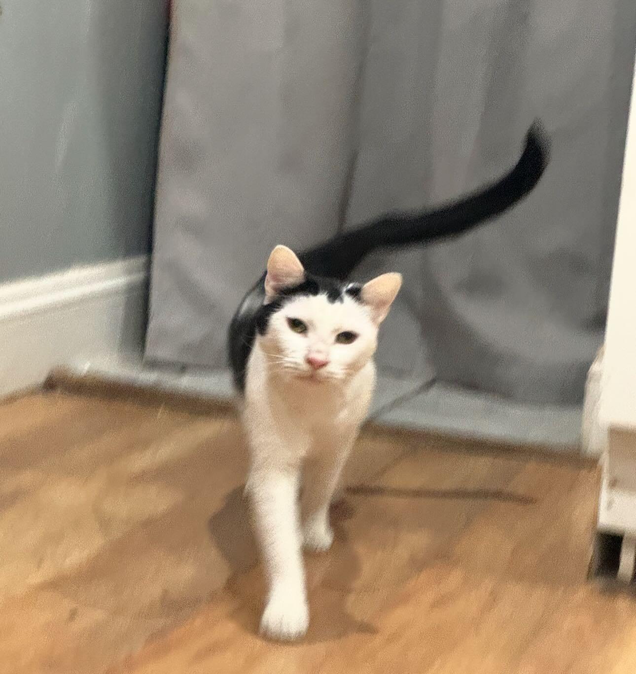 Enlarge Mr. Moo (CH), an adopted Domestic Short Hair in Levittown, PA image 2/2