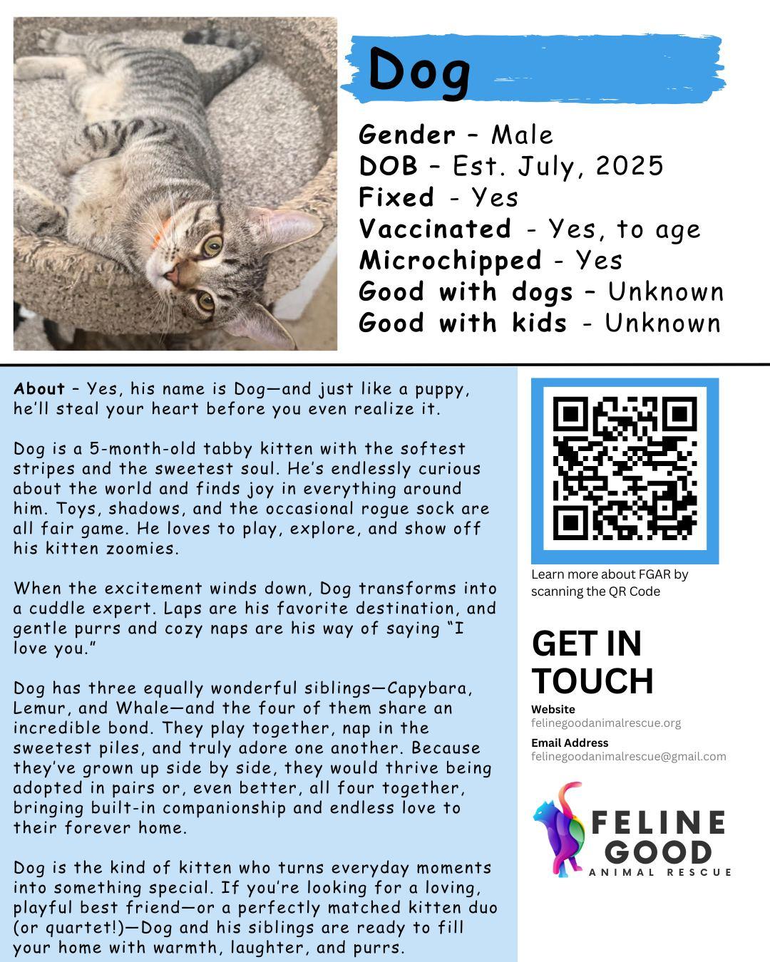 Enlarge Dog, a Adoptable Tabby in Eugene, OR image 5/6
