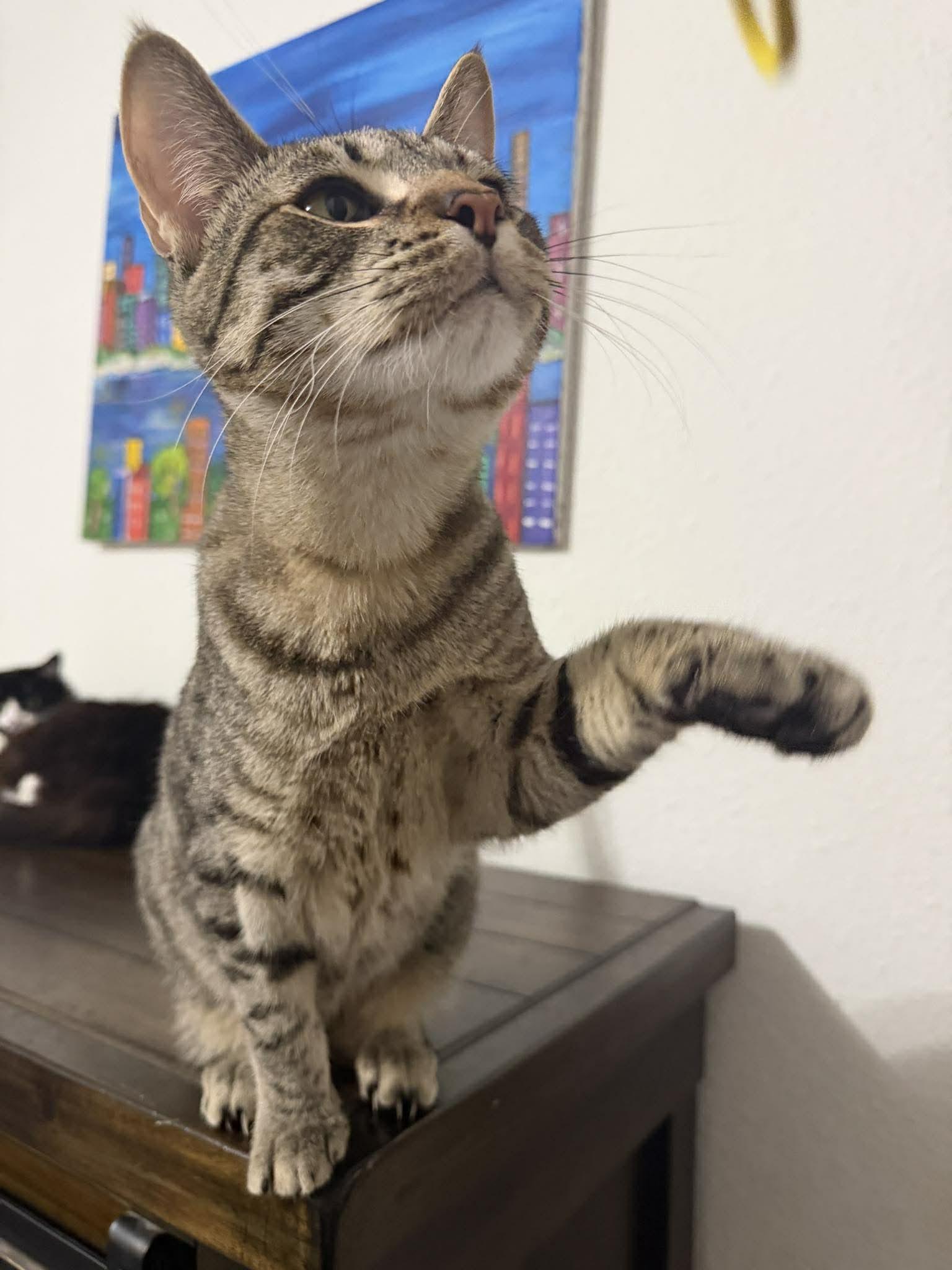 Enlarge Dog, a Adoptable Tabby in Eugene, OR image 3/6