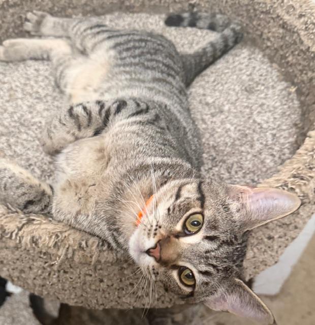 Dog, Adoptable, Young Male Tabby.