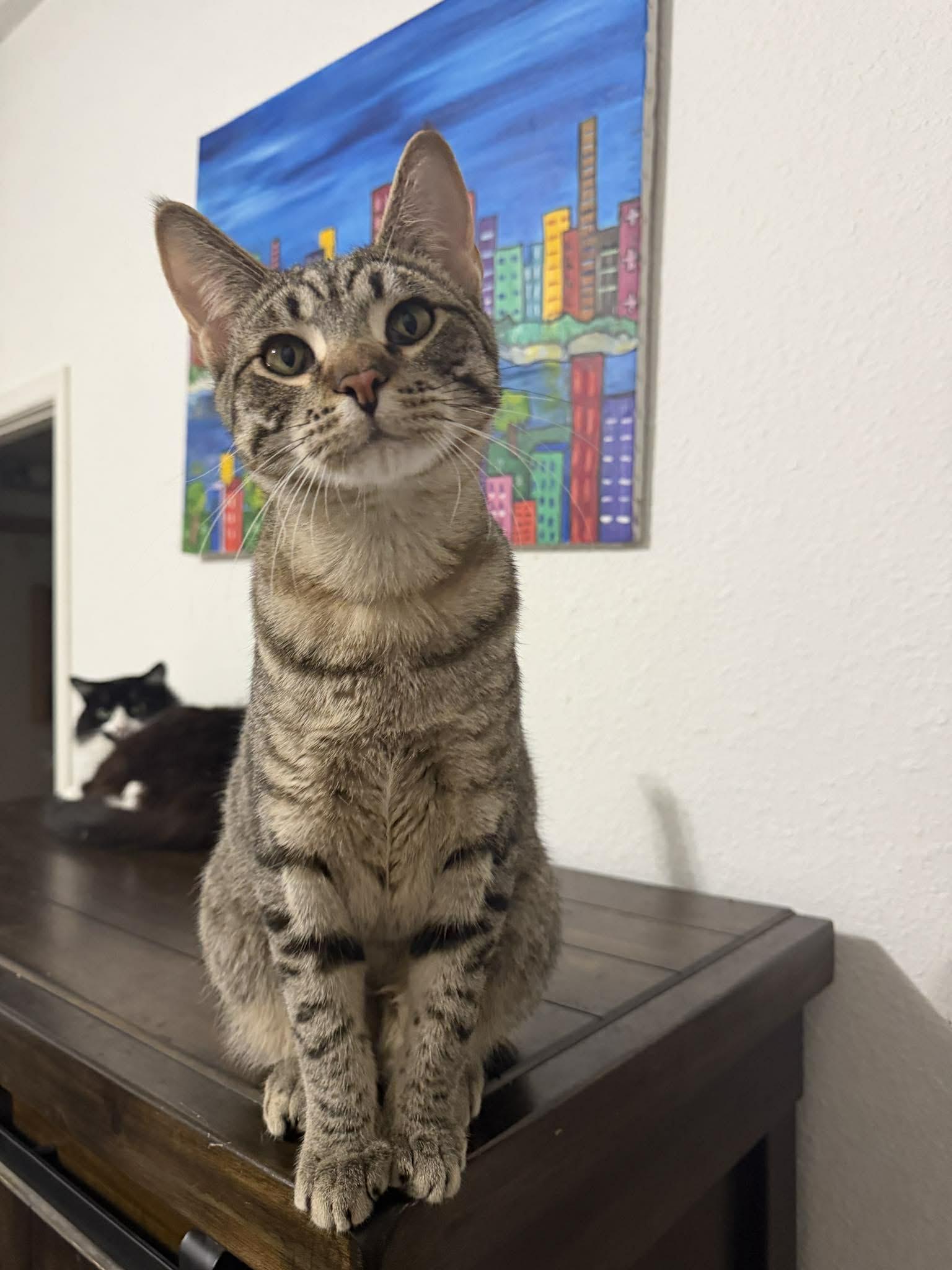 Enlarge Dog, a Adoptable Tabby in Eugene, OR image 2/6