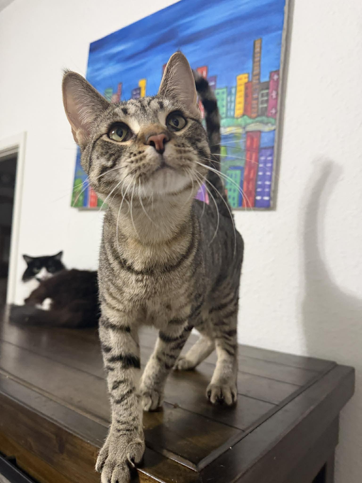 Enlarge Dog, a Adoptable Tabby in Eugene, OR image 1/6