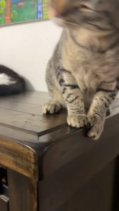 Enlarge Dog, a Adoptable Tabby in Eugene, OR video 6/6