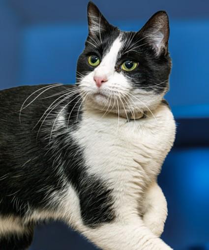 WANDA, Adoptable, Young Female Domestic Short Hair.