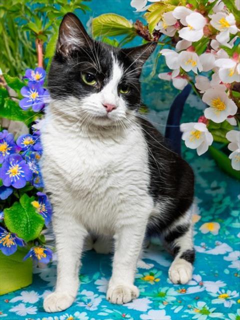 WANDA, Adoptable, Young Female Domestic Short Hair.