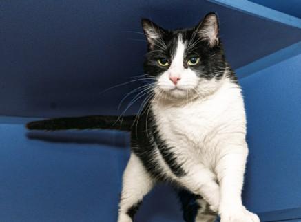 Enlarge WANDA, a Adoptable Domestic Short Hair in Cookeville, TN image 1/1